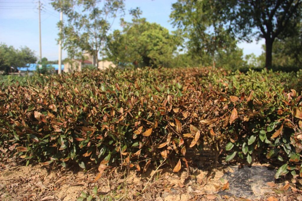 Засуха на чайных плантациях