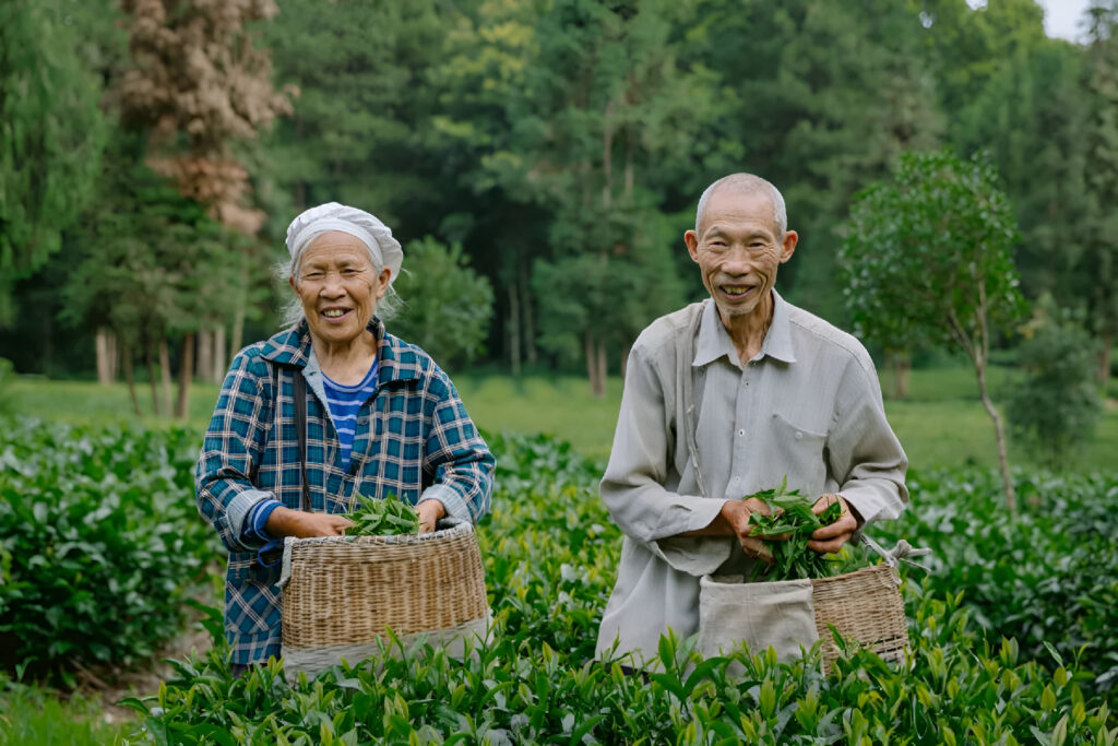 Сборщики чая Тяньба